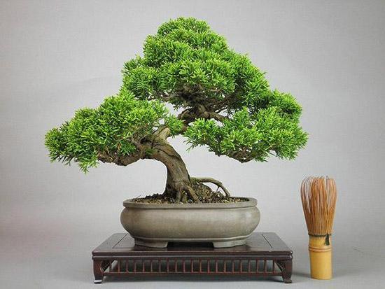 关于室内绿植的空间风水讲究