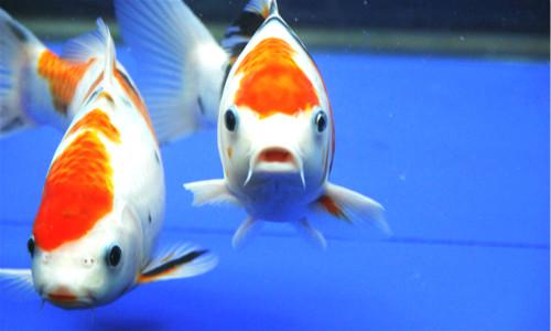 鱼缸这样摆，好风水招得进来