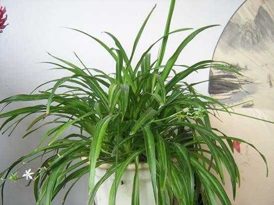 绿色植物盆栽的七大作用,营造优质家居生活环境!