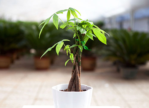 你真的会种发财树吗？发财树的特点与种植注意事项！