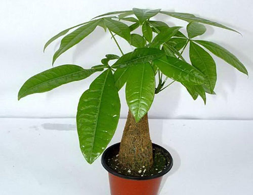 发财树叶子发黄的原因以及正确处理方式