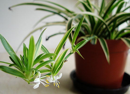 美化家居环境应该知道的绿色植物选择原则!