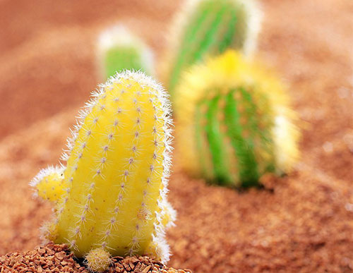 仙人球怎么种植才不会死?终于知道为什么都说我是植物杀了!