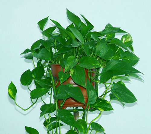美化家居环境:绿萝怎样养才能长的又高又大?