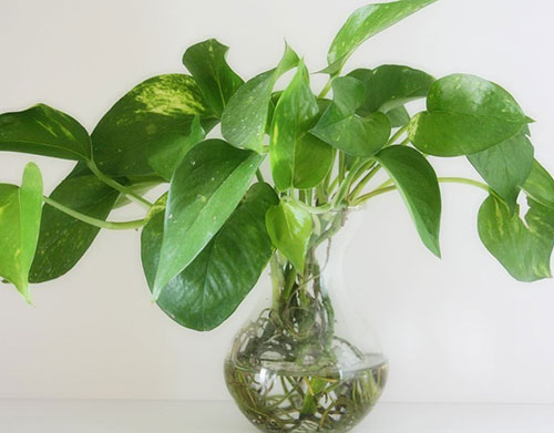 家居生活中水养植物有哪些?