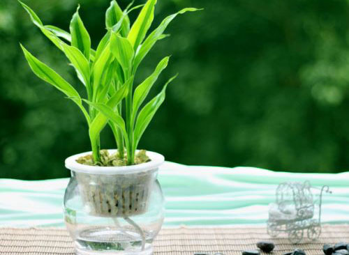 这样水养富贵竹轻松解决叶黄、烂根！