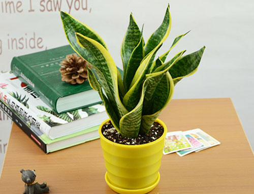 爱好养花的你要知道的虎皮兰风水禁忌！