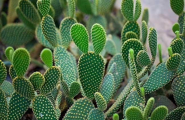 家里空气质量不好,这几种植物赶紧搬回家!