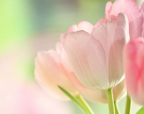 你知道吗?这些花千万不能进卧室!