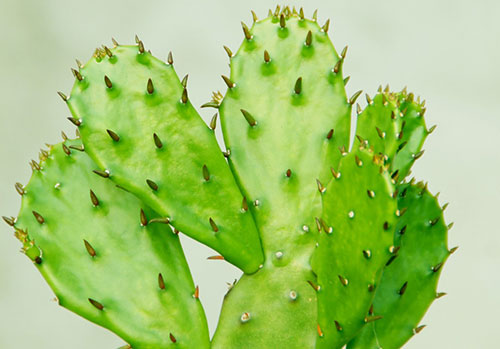 仙人掌这样种殖肯定长的又高又大