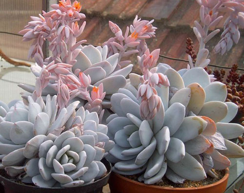 多肉植物雪莲怎么养?难道就是传说中的天山雪莲吗?