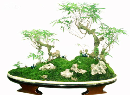 竹子盆栽你喜欢吗？但你知道竹子盆栽的种植方法吗？