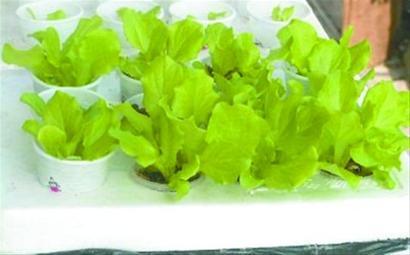 在家种菜?没有开玩笑,这三种菜阳台也能种!