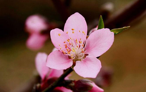 家居植物的寓意,你家的植物选对了吗?