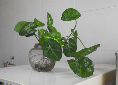 掌握这些室内养花注意事项，告别植物杀手！