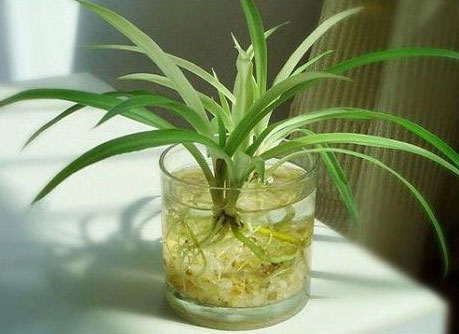 冬天室内干燥？那就水养这些花吧，净化空气，增加湿度！