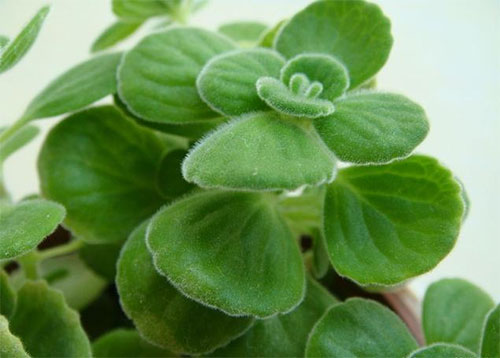 新手掌握几个养花技巧,让你家阳台小花园春意盎然!