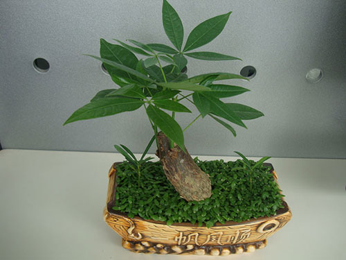 要求财就在家中养这几种植物吧!