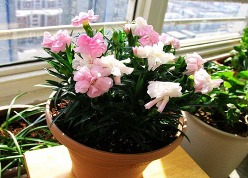 盆栽康乃馨？掌握盆栽康乃馨的方法你也可以在家里养一株！
