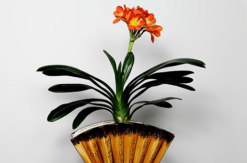 盆栽君子兰出现这几种症状不着急，掌握方法回天有术！