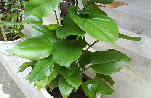 盆栽绿萝叶子发黄的原因与救治办法