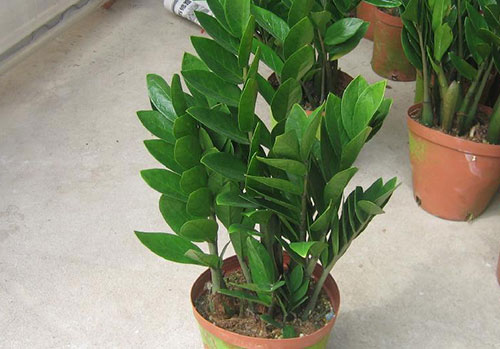 阳台种花就选这些植物吧,顺风顺水还招财进宝!