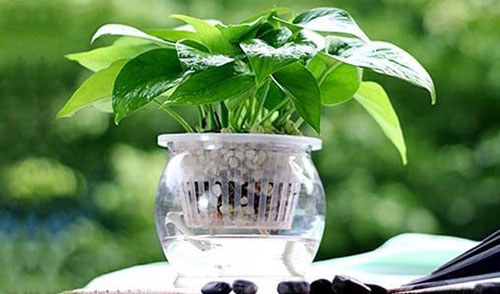 园艺师傅说：水养花卉和水培花卉是有区别的！