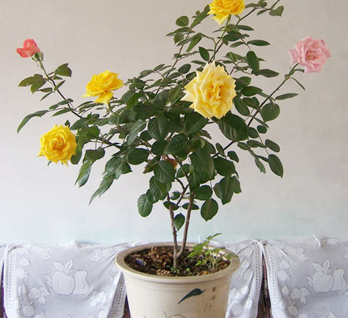 盆栽月季应该掌握的注意事项