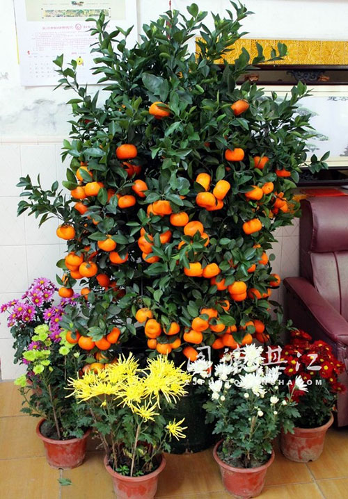 掌握年桔选购与摆放的风水禁忌，来年顺风顺水招财进宝！