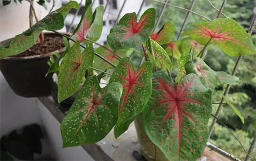 这几种天然吸尘器的植物你家养了吗？