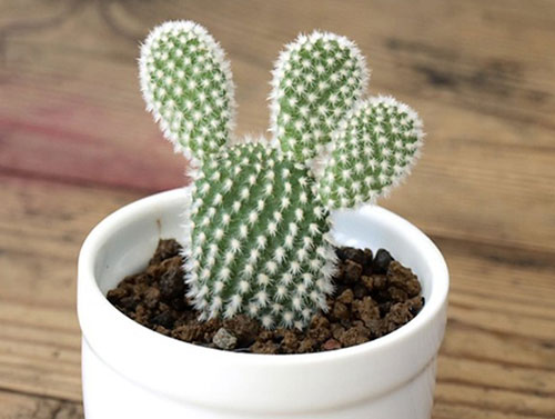 天然制氧机,能够增加室内负离子浓度的绿色植物!