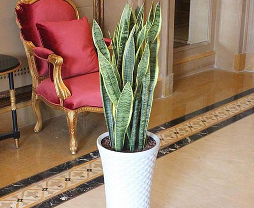 真是没想到，这些错误的养花方式居然犯了好几条！