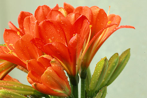 家里的君子兰不开花是什么原因？要这样做才能让君子兰开花！