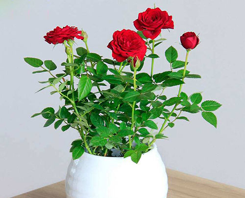 家里月季花叶子变黄，原来是因为这些原因！