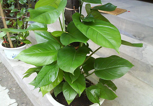 花农传授的大叶绿萝养植方法，怪不得以前老也养不好！