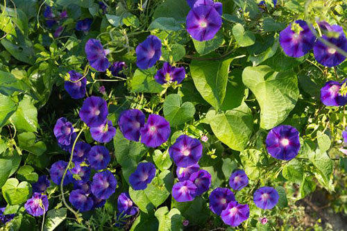 春天来了,选几种易爆盆的花让你家阳台变花园!