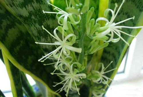 虎皮兰开花真的太漂亮了，学了这些诀窍让家里的虎皮兰年年开花！