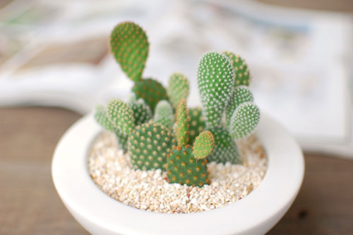 正确的盆栽仙人掌方法，提高仙人掌成活率！