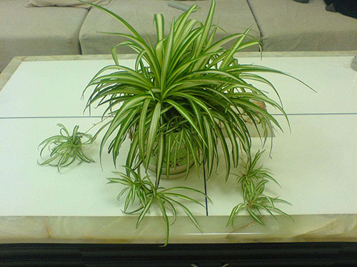 花农传授的阳台种吊兰的方法,我家吊兰爆盆了!