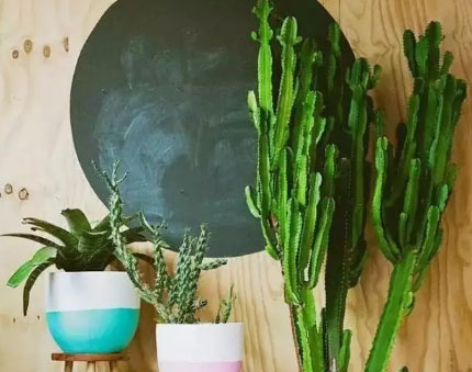 新房装修完不敢入住，把这些能够吸毒的植物搬几盆回家！