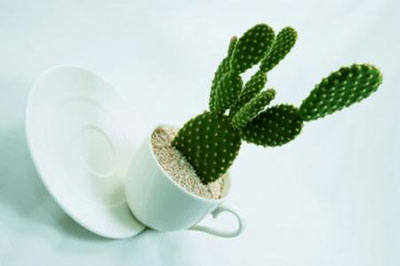 花农传授的盆栽仙人掌方法与注意事项！