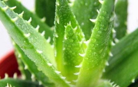 芦荟的种植方法及种植时应该注意哪些问题!植物杀手必看!