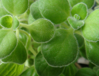 这些很好养的水养植物可以净化空气,只要有水就可以爆盆哦!