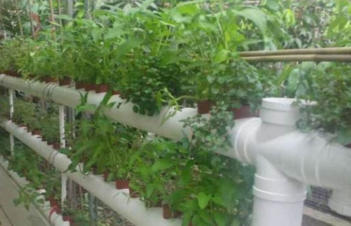 把家里阳台装修成小菜园吧,几种常见的阳台种菜方式!