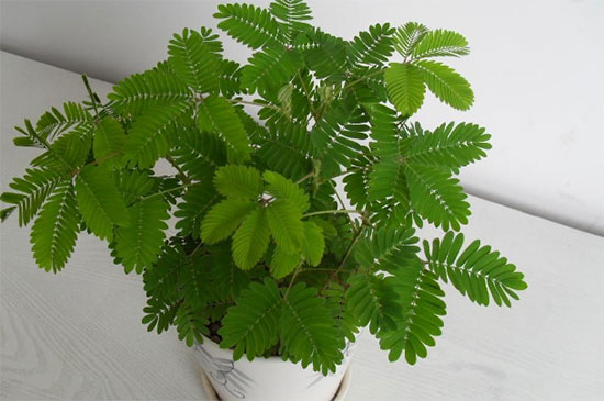 这两种人见人爱的绿植对人体有害，可不要在家里养！