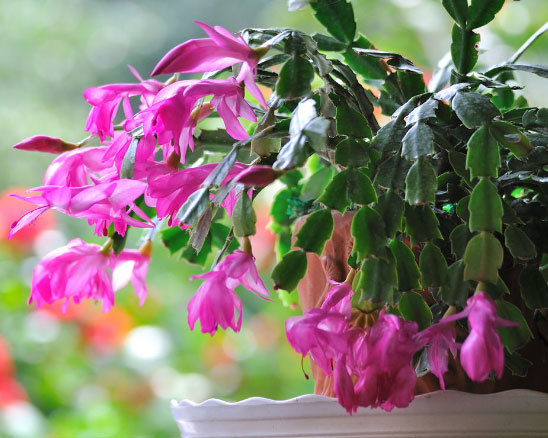 蟹爪兰没花苞叶片都蔫掉了，怎么办？用鱼汤浇吧！