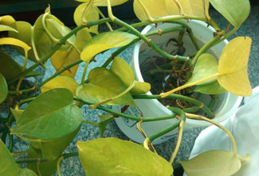 绿萝的叶子变黄怎么办？赶紧用啤酒兑水擦擦吧！