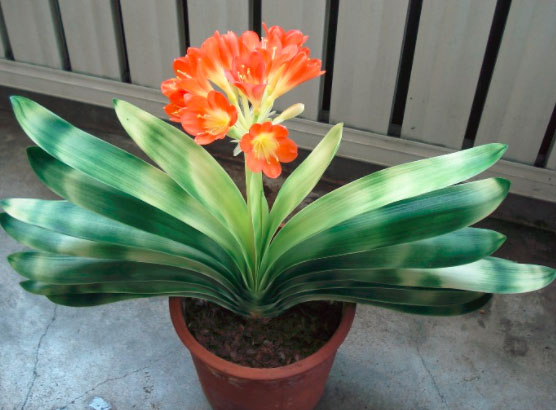 都是兰花，君子兰和吊兰养殖方法一样吗？要注意什么？