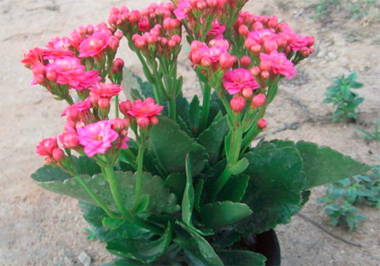 长寿花养殖注意事项，让长寿花开花的小技巧！