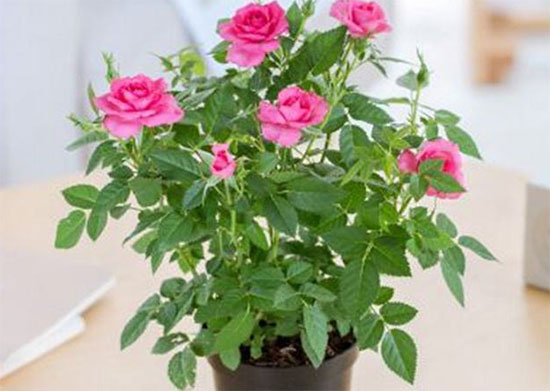 绿色家居摆放小窍门,让房间更健康更美丽!